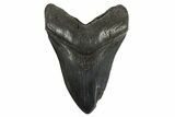 Serrated, Fossil Megalodon Tooth - South Carolina #340157-1